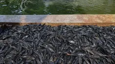 Petugas Penanganan Prasarana dan Sarana Umum (PPSU) mengangkat jaring berisi ikan sapu-sapu di kawasan Setu Babakan, Jakarta Selatan, Jumat (17/4/2026). Operasi penangkapan ikan sapu-sapu dilakukan serentak di lima wilayah DKI Jakarta. (merdeka.com/Arie Basuki)