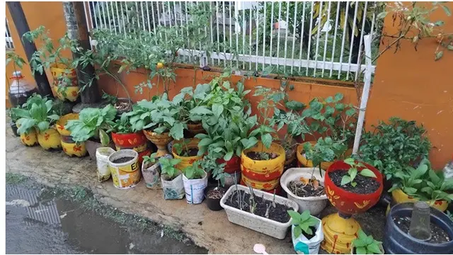 6 Alasan Cabai Sulit Dirawat di Pekarangan Rumah Sesuai Pengalaman, Ini Tipsnya