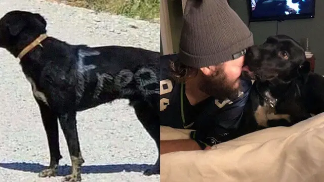 5 Kisah Anjing Sebelum dan Sesudah Diadopsi Ini Bikin Haru