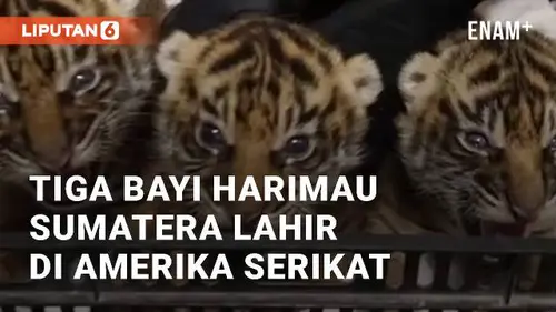 VIDEO: Tiga Bayi Harimau Sumatera Lahir di Kebun Binatang Nashville, Amerika Serikat