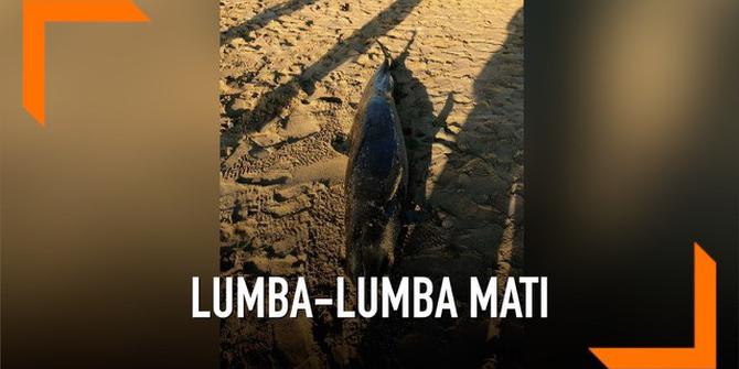 VIDEO: Lumba-lumba Ditemukan Mati di Pantai Nusadua, Keracunan?