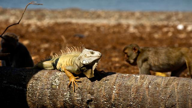 Pulau Monyet di Puerto Rico