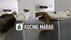 Kebanyakan kucing kalau dipegang biasanya senang. Namun berbeda dengan kucing yang satu ini.