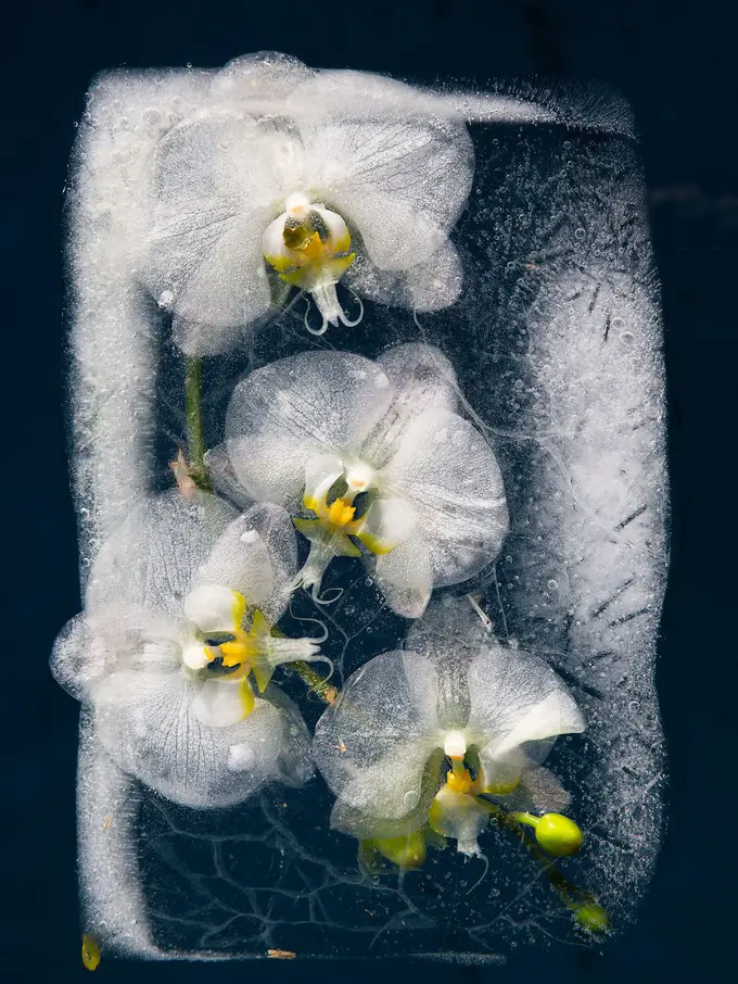 [Bintang] Menikmati 10 Keindahan Bunga dalam Suhu 0 Derajat!