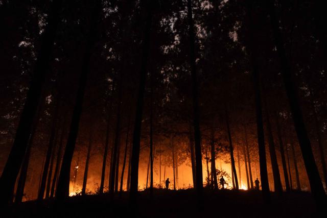 Kebakaran Hutan Chile, Otoritas Setempat Tetapkan Status Darurat
