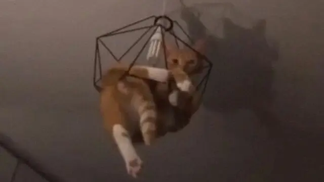 7 Potret Kucing Terjebak di Langit-Langit Rumah Ini Ekspresinya Bikin Kasihan