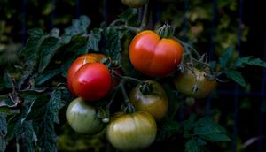 Ilustrasi Tanaman di Halaman Rumah. (Unsplash - Maciej Karoń)