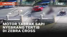 Sebuah kecelakaan terjadi di Jl. Taipa, Palu Utara, Sulawesi Tengah melibatkan dua motor dan seekor sapi. Berawal dari dua ekor sapi yang hendak menyeberang, dua motor tiba-tiba menabrak salah satu sapi. Empat pengendara dan seekor sapi terpental dal...