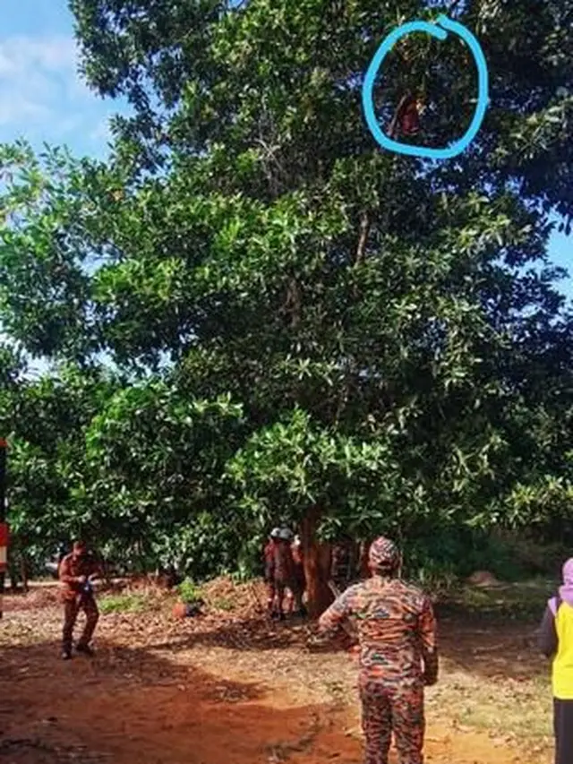 Diduga Halusinasi, Nenek Ini Tak Sadar Panjat Pohon Setinggi 9 Meter