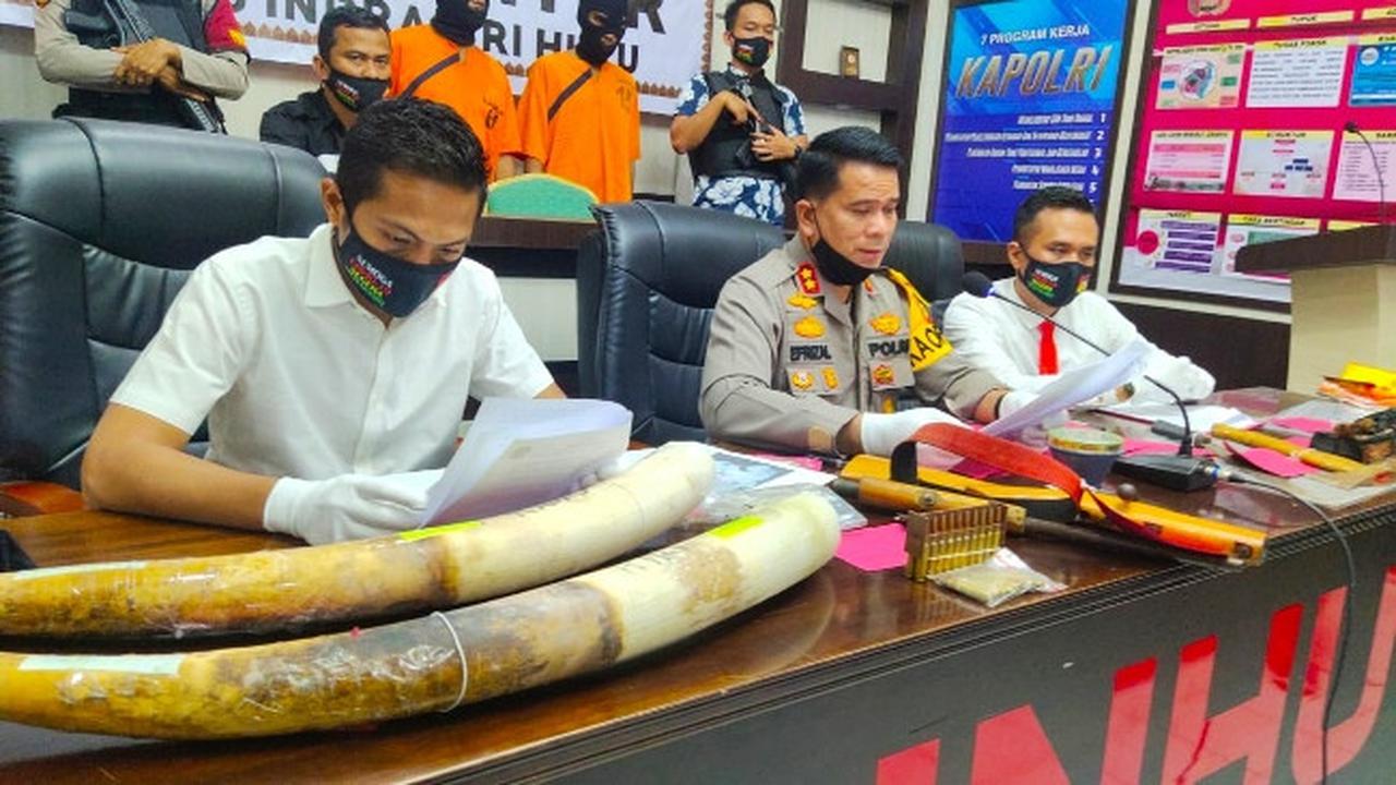 Gading dari gajah yang dibunuh di Kecamatan Kelayang, Kabupaten Indragiri Hulu, beberapa waktu lalu.