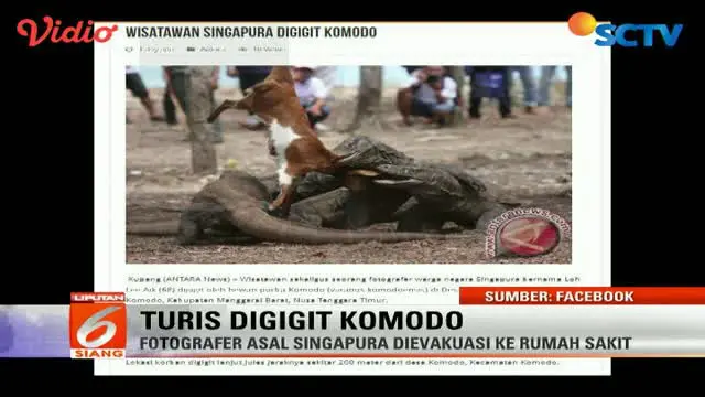 Turis Asal Singapura Digigit Komodo di Pulau Komodo