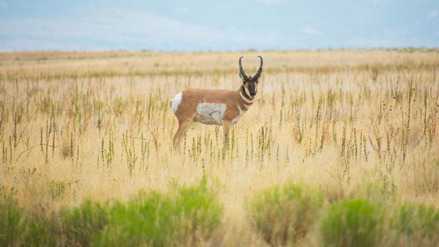 Antelope Island