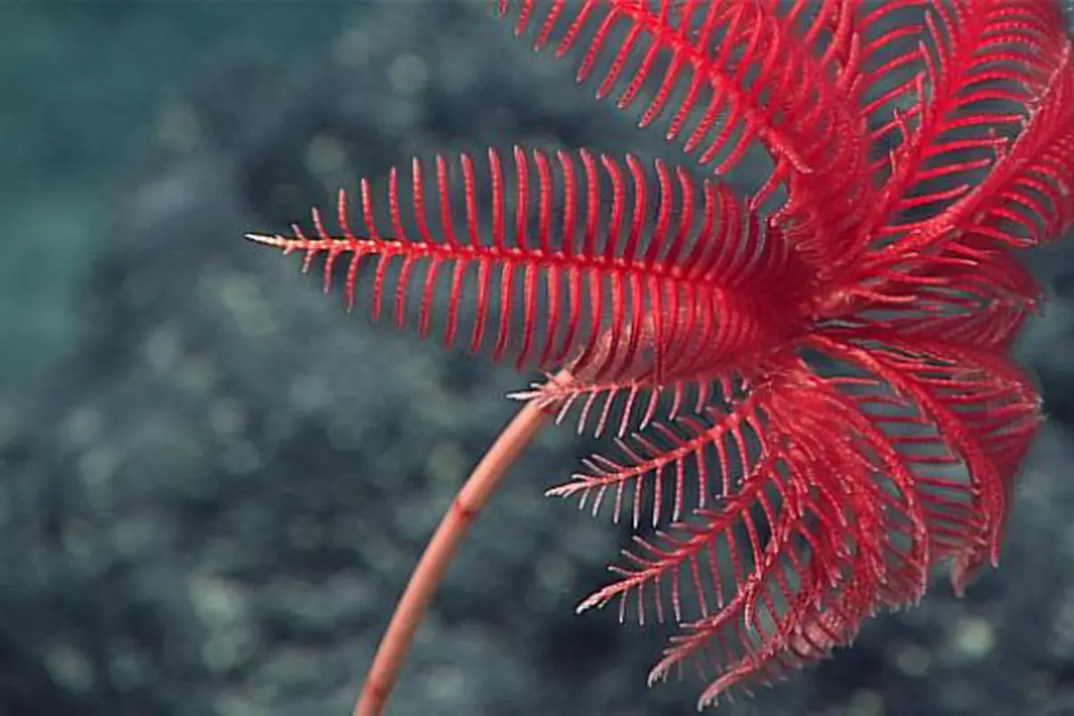 Mariana (9) Stalked Crinoid