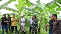 Pj Gubernur Sulsel Bahtiar Baharuddin tinjau kebun pisang Cavendish (Liputan6.com/Istimewa)