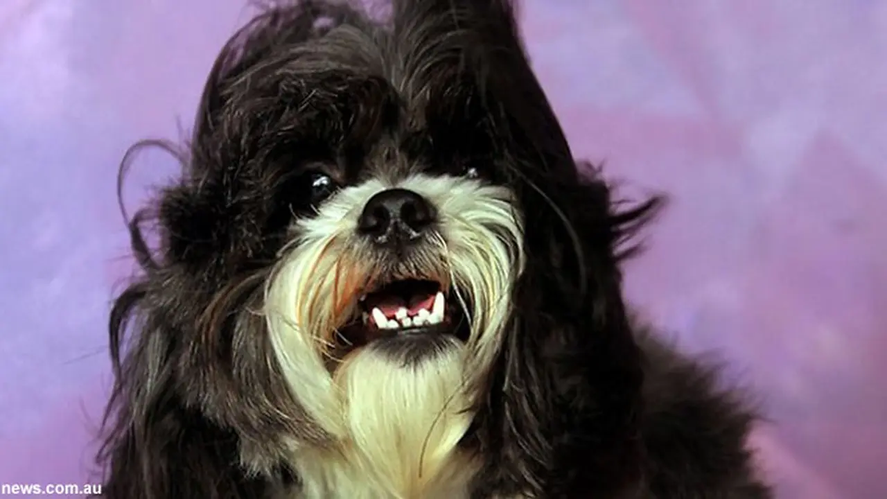 infeksi-anjing-130723b.jpg