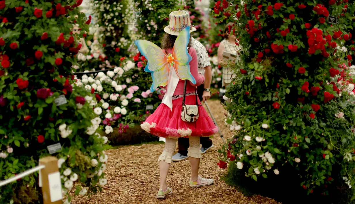 Pengunjung berjalan dekat bunga mawar yang dipajang pada RHS (Royal Horticultural Society) Chelsea Flower Show, London, Senin (21/5). Ini adalah pameran bunga yang paling terkenal di Inggris, dan mungkin di dunia. (AP/Matt Dunham)