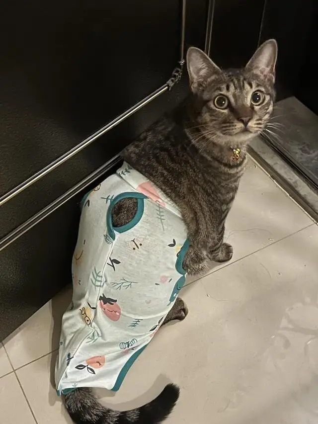 6 Potret Kucing Pakai Piyama Ini Bikin Gemas, Bak Bayi Manusia Sebelum Tidur