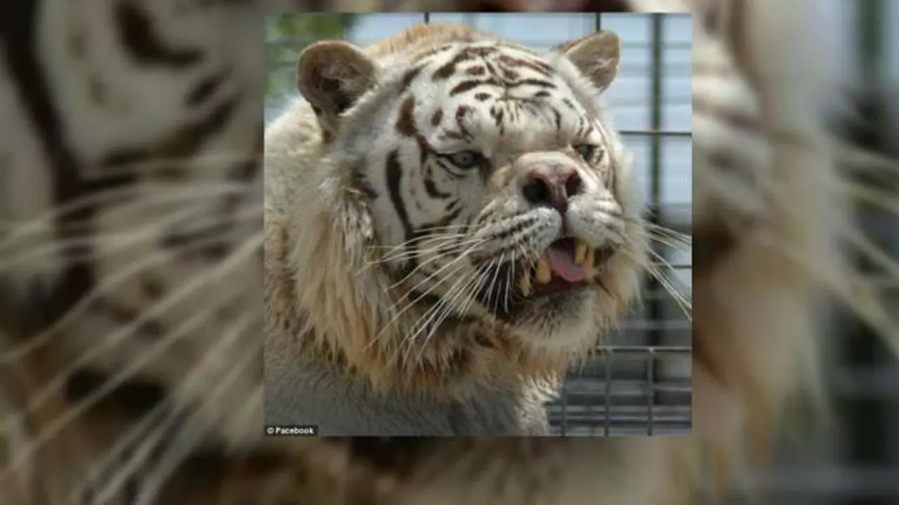 Kawin Silang, Bikin Harimau Putih Ini Buruk Rupa
