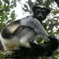 Lemur spesies Indri indri (wikimedia commons)