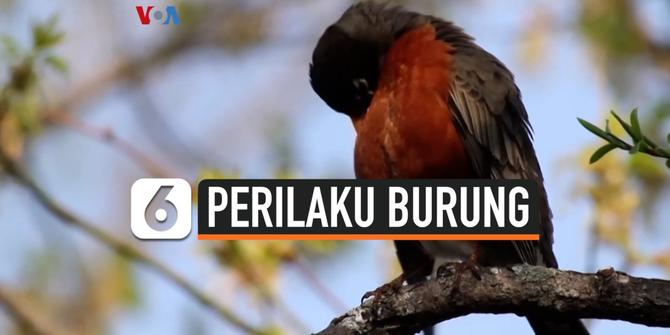 VIDEO: Begini Dampak Pembatasan Sosial pada Perilaku Burung