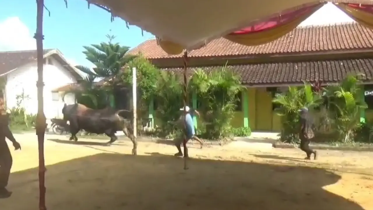 Detik-detik Sapi Bantuan Presiden Berbobot 1,1 Ton Lepas Kendali di Blora
