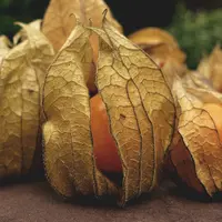 Buah Ciplukan yang sudah matang (dok. Pixabay/Alexas_Fotos/Fairuz Fildzah)