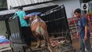 Pekerja menurunkan sapi kurban di studio 5 Indosiar, Daan Mogot, Jakarta, Rabu (6/7/2022). PT Surya Citra Media (SCM) menyerahkan sejumlah hewan kurban kepada masyarakat jelang Hari Raya Idul Adha ada 65 hewan kurban yang diserahkan SCM tahun ini. Sebanyak 65 hewan kurban ini terdiri dari 8 ekor sapi dan 57 ekor kambing. (Liputan6.com/Angga Yuniar)