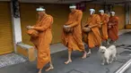 Para biksu Buddha memakai pelindung wajah untuk melindungi diri dari virus corona COVID-19 saat mengumpulkan sedekah di Bangkok, Thailand, Selasa (31/3/2020). Hingga 30 Maret 2020 sore, jumlah kasus COVID-19 di Thailand sebanyak 1.524 positif, 229 sembuh, dan 9 meninggal. (AP Photo/Sakchai Lalit)