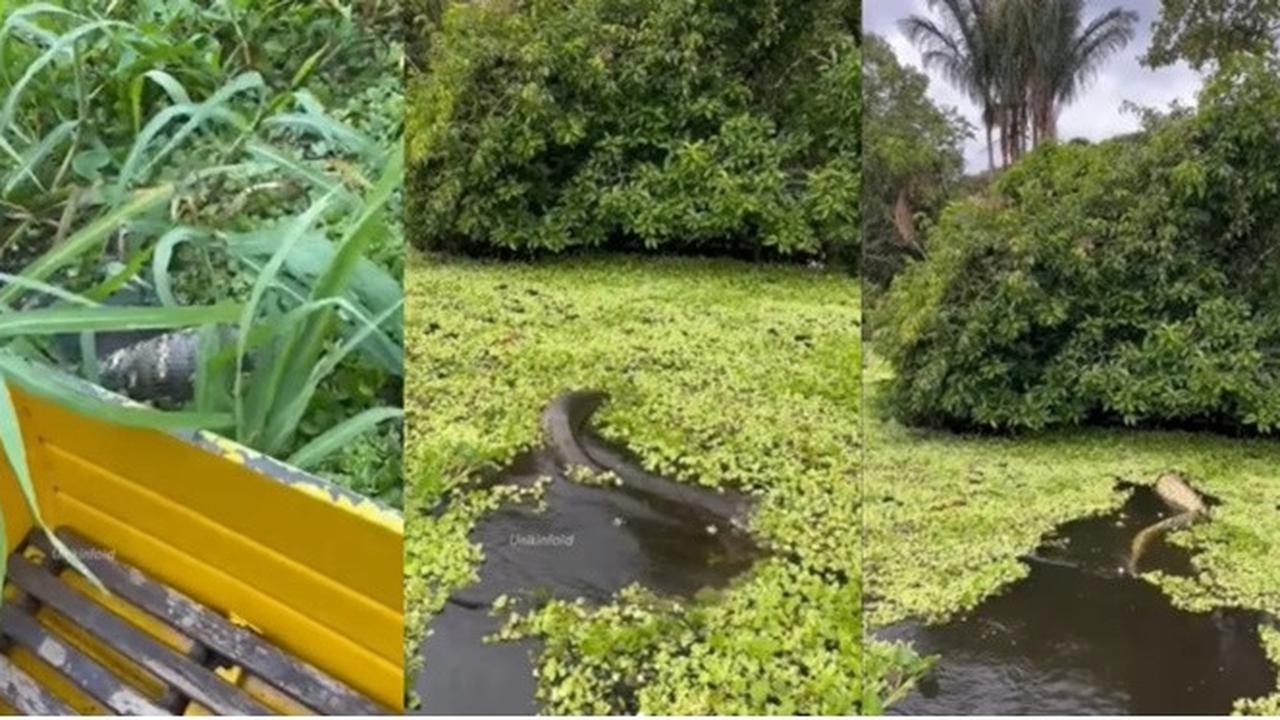 Pemancing Ini Rekam Momen Anaconda Raksasa Berenang Lewati Perahunya, Merinding
