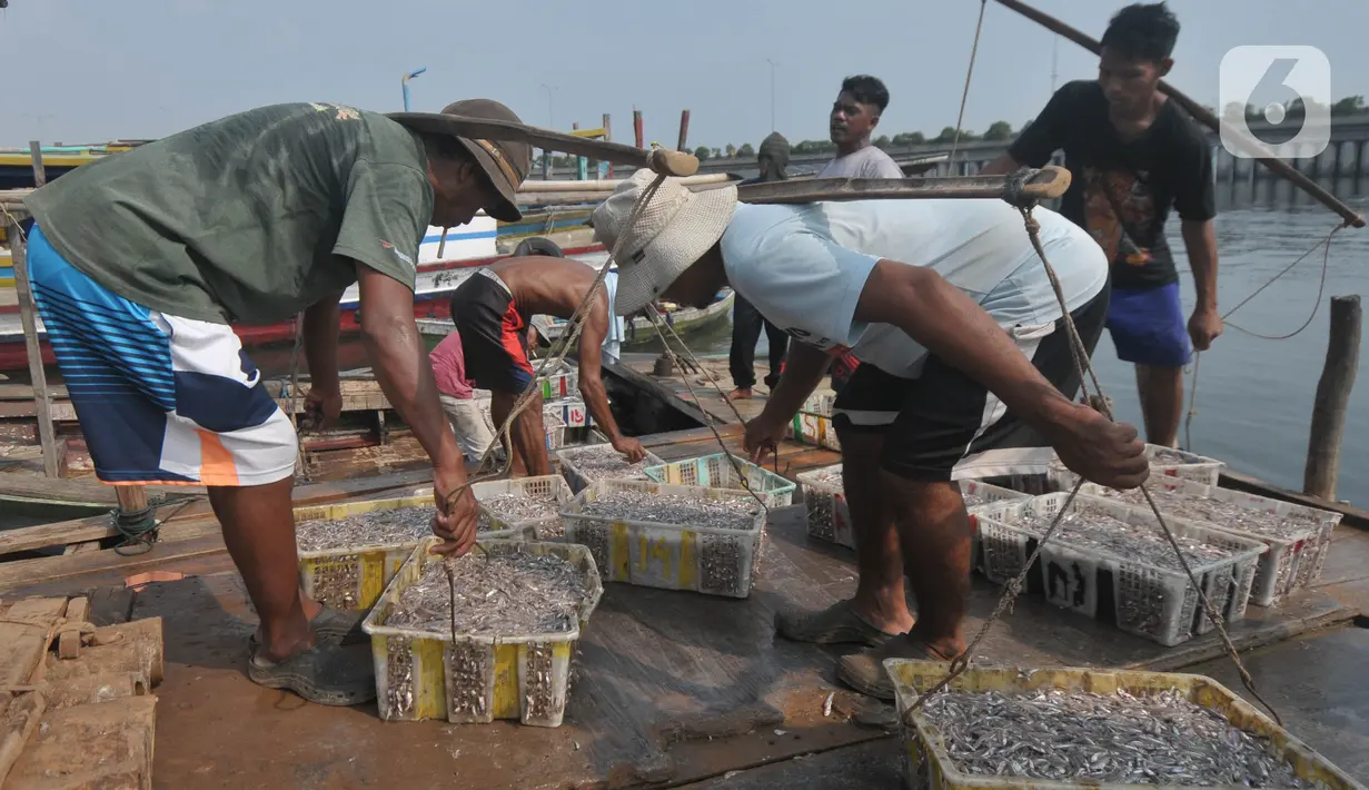 Karena itu, asupan ikan laut yang kaya asam lemak tak jenuh, Omega-3 (DHA dan EPA), dapat mencegah penyakit jantung koroner serta kaya kalsium dan vitamin B12. (merdeka.com/Imam Buhori)