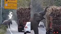 Viral Aksi Lucu Gajah Hentikan Truk di Jalan Untuk Curi Tebu, Netizen: Ikhlasin Saja (Sumber: Twitter/@DoctorAjayita)