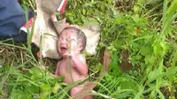 'Boneka' bayi mencurigakan yang bergerak di semak-semak ditemukan penjual nasi kuning di Kompleks Universitas Negeri Manado. (Liputan6.com/Yoseph Ikanubun)