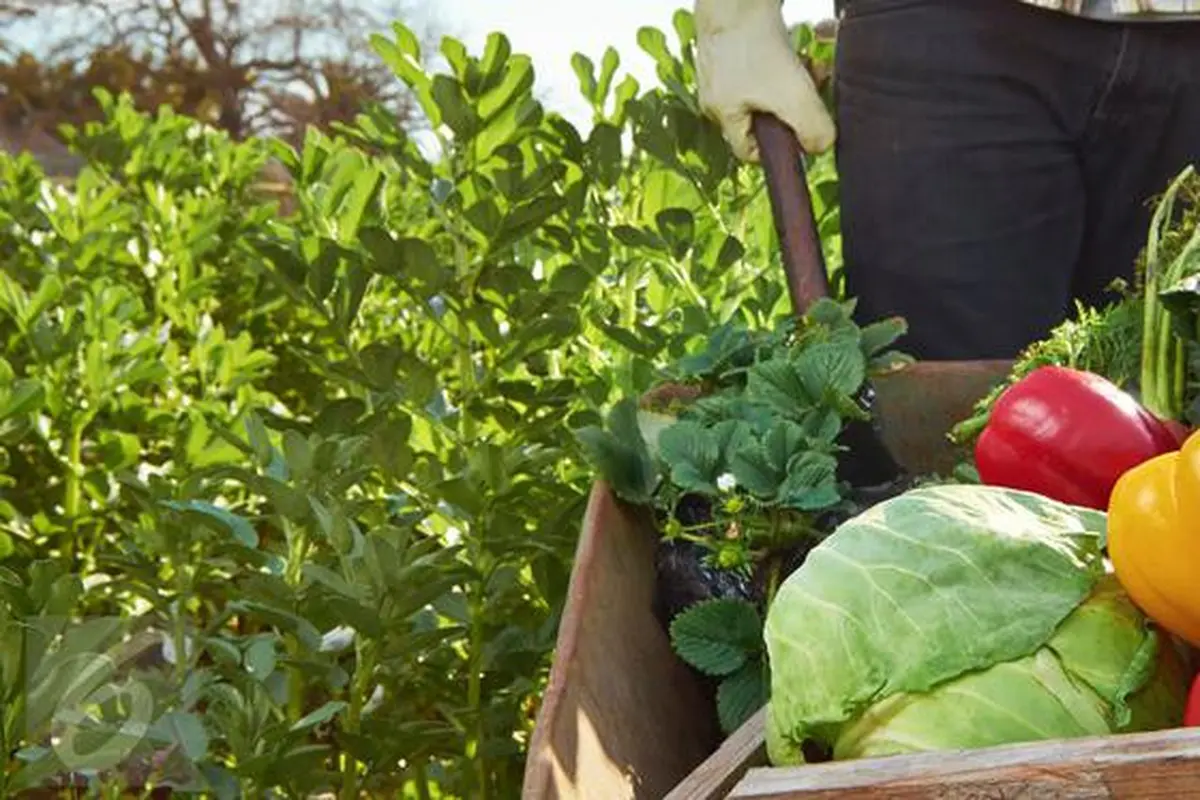 Cara Tak Terduga Bikin Sayur dan Buah Bertahan Lama