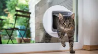 Kucing Kesayangan Suka Pipis Sembarangan? Kenali Penyebabnya