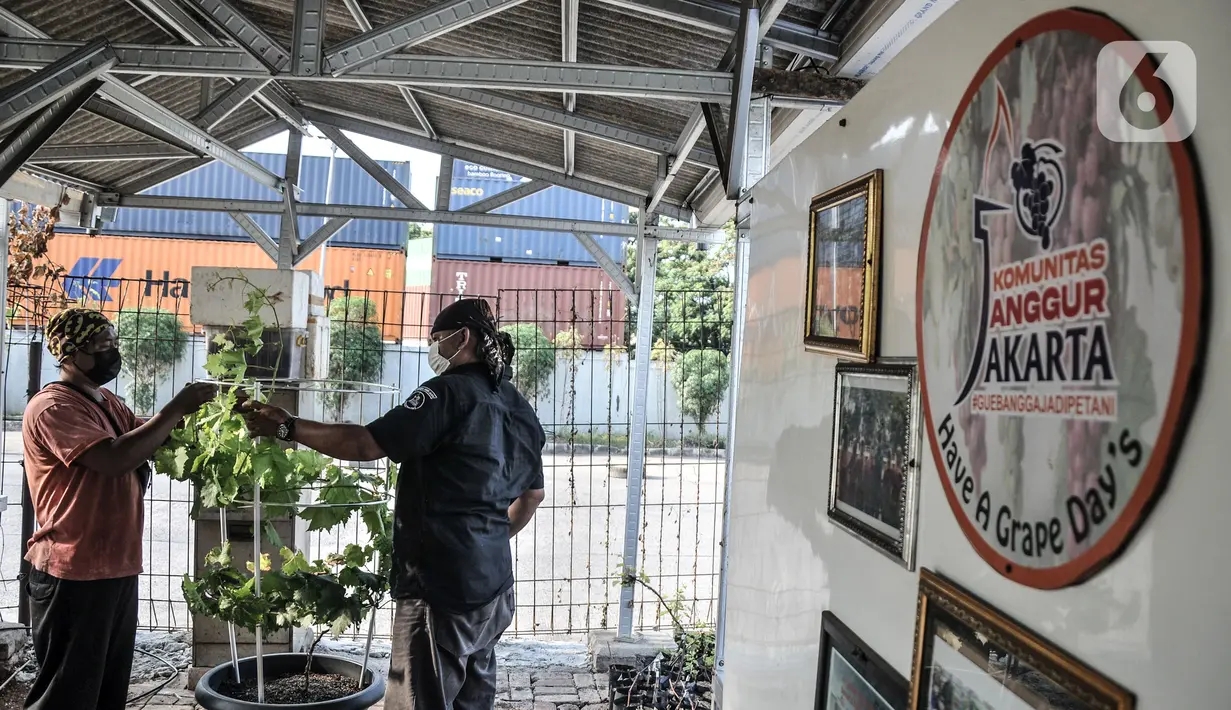 Anggota Komunitas Anggur Jakarta, Tarto Blendhot (48), merawat kebun anggur di Vezo Grapes Farm, Cilincing, Jakarta Utara, Selasa (7/9/2021). Tarto berharap kebun anggur buatannya itu dapat menjadi saranan edukasi bagi pecinta tanaman sekaligus mempercantik lingkungan. (merdeka.com/Iqbal S. Nugroho)