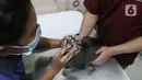 Petugas mempersiapkan operasi sterilisasi kucing di Klinik Hewan, kawasan Tebet, Senin (21/9/2020). Sudin Ketahanan Pangan, Kelautan, dan Pertanian (KPKP) Jakarta Selatan bekerjasama dengan sejumlah klinik hewan menggelar sterilisasi kucing dan vaksinasi rabies gratis. (Liputan6.cm/Herman Zakharia)