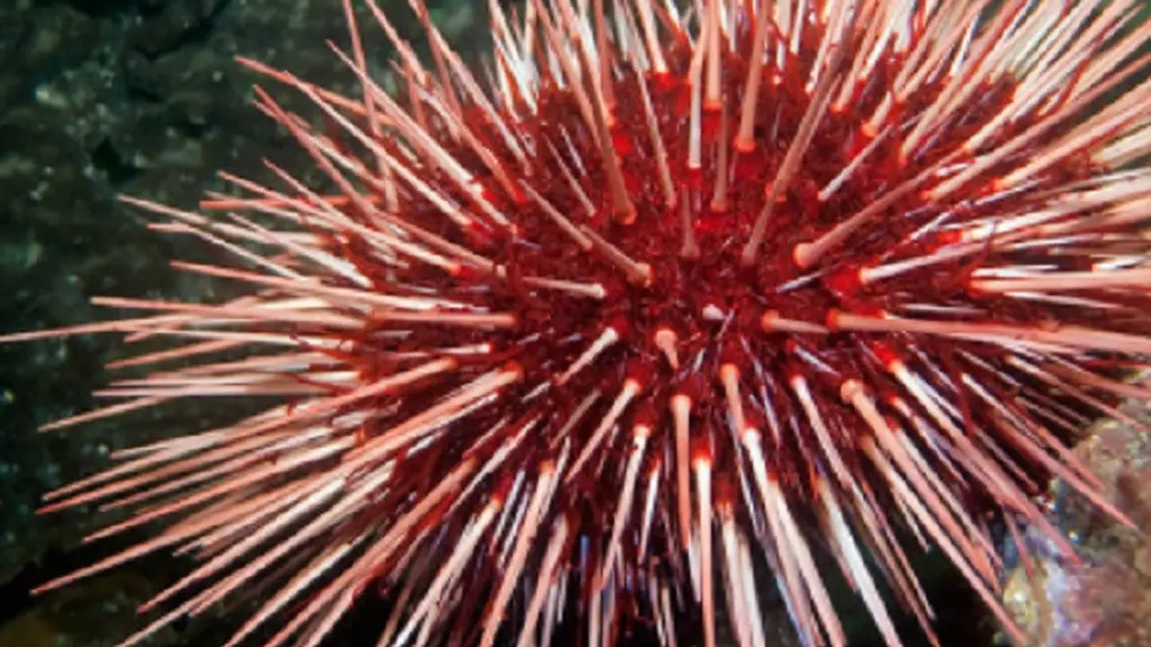 Landak Laut Merah (iStock) 