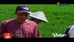 Ribuan hektar padi milik petani di nam kecamatan di Ngawi, Jawa Timur rusak diserang hama tikus. Mengantisipasi semakin parahnya serangan hewan pengerat tersebut, puluhan petani membakar sarang tikus, dan berupaya membuat rumah burung hantu.