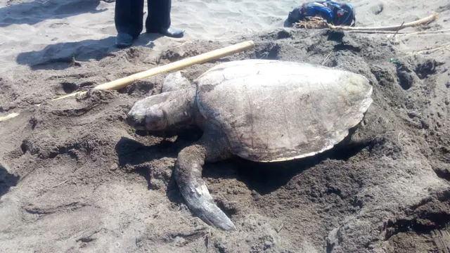 Seekor Penyu Hijau (Chelonia mydas) ditemukan mati di Pantai Laguna Lembupurwo, Kebumen. (Foto: Liputan6.com/Marzuki/Muhamad Ridlo)
