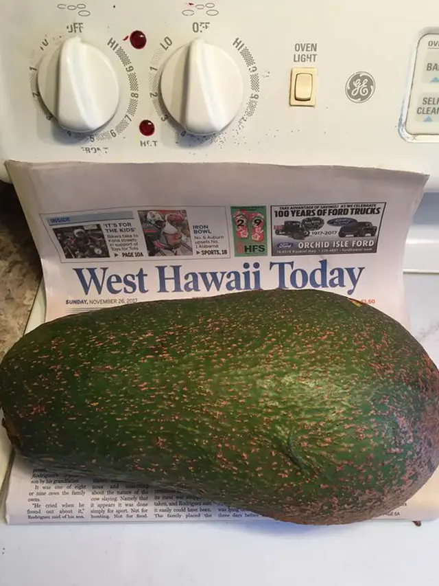 Alpukat Jumbo di Hawaii
