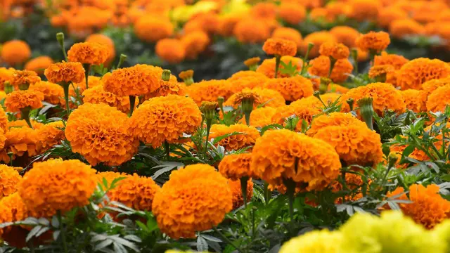 Bunga marigold