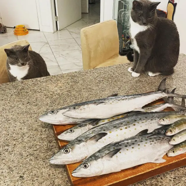 Kucing Makan