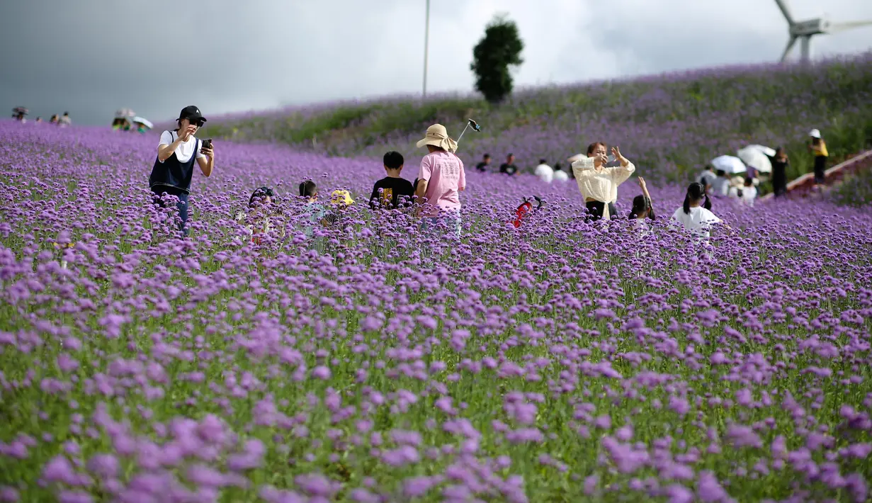Para wisatawan menikmati pemandangan padang verbena yang terletak di Gaopo, Guiyang, Ibu Kota Provinsi Guizhou, China, 14 Agustus 2020. (Xinhua/Zhang Hui)