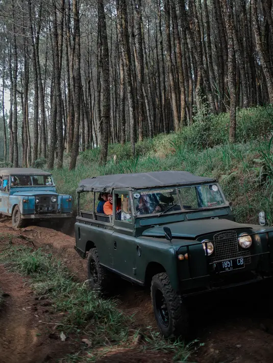 Sejumlah mobil offroad 4x4 klasik Land Rover melewati hutan pinus menuju trek Sukawana-Cikole di Kab Bandung Barat, Jawa Barat, Jumat (19/10). Wisata offroad ini menjadi salah satu destinasi wisata yang dapat memacu adrenalin. (Liputan6.com/Faizal Fanani)