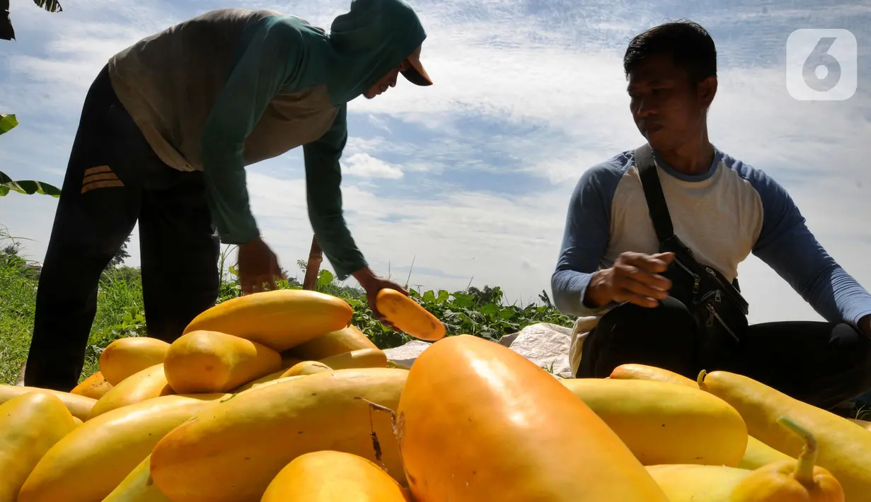 Petani mengumpulkan buah timun suri hasil panen di lahan garapan kawasan Sawangan, Depok, Minggu (3/4/2022). Timun suri yang biasa diolah menjadi minuman wajib untuk menemani berbuka puasa ini dijual dari harga Rp 9ribu - Rp 20ribu tergantung ukurannya. (merdeka.com/Arie Basuki)