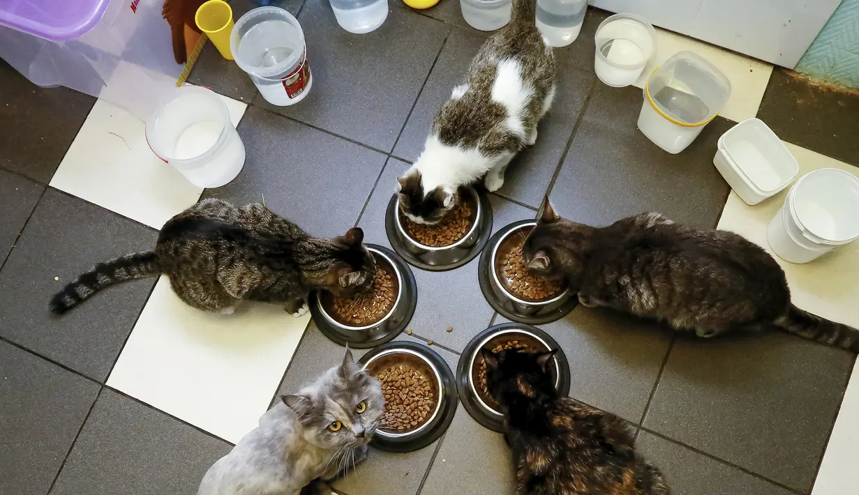 Sejumlah kucing menikmati makanannya di 'Kis-Kis' Cat Cafe di Kota Krasnoyarsk, Siberia, Rusia, (6/7/2015). Sekelompok pecinta hewan menjadikan tempat ini sebagai penampungan puluhan kucing yang dikombinasikan dengan kafe. (REUTERS/Ilya Naymushin)