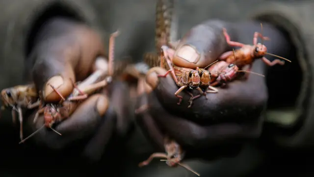 Miliaran belalang menyerang lahan pertanian di Kenya.