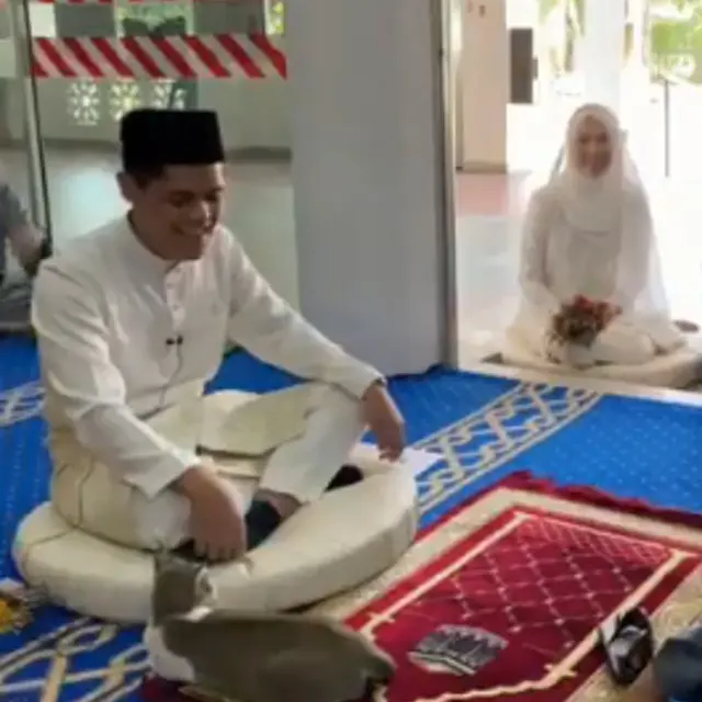 Viral Kucing Ikut Saksikan Akad Nikah, Warganet: Minta Nikah Juga