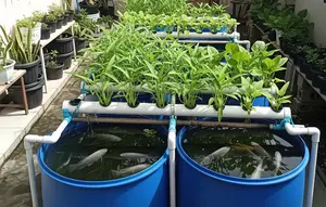 5 Cara Membuat Kolam Nila yang Bisa Dipadukan dengan Kangkung, Cocok untuk Lahan Sempit