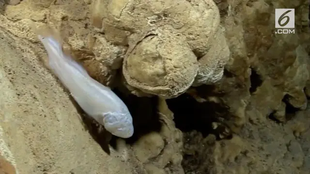 VIDEO: Penampakan Ikan Tanpa Mata